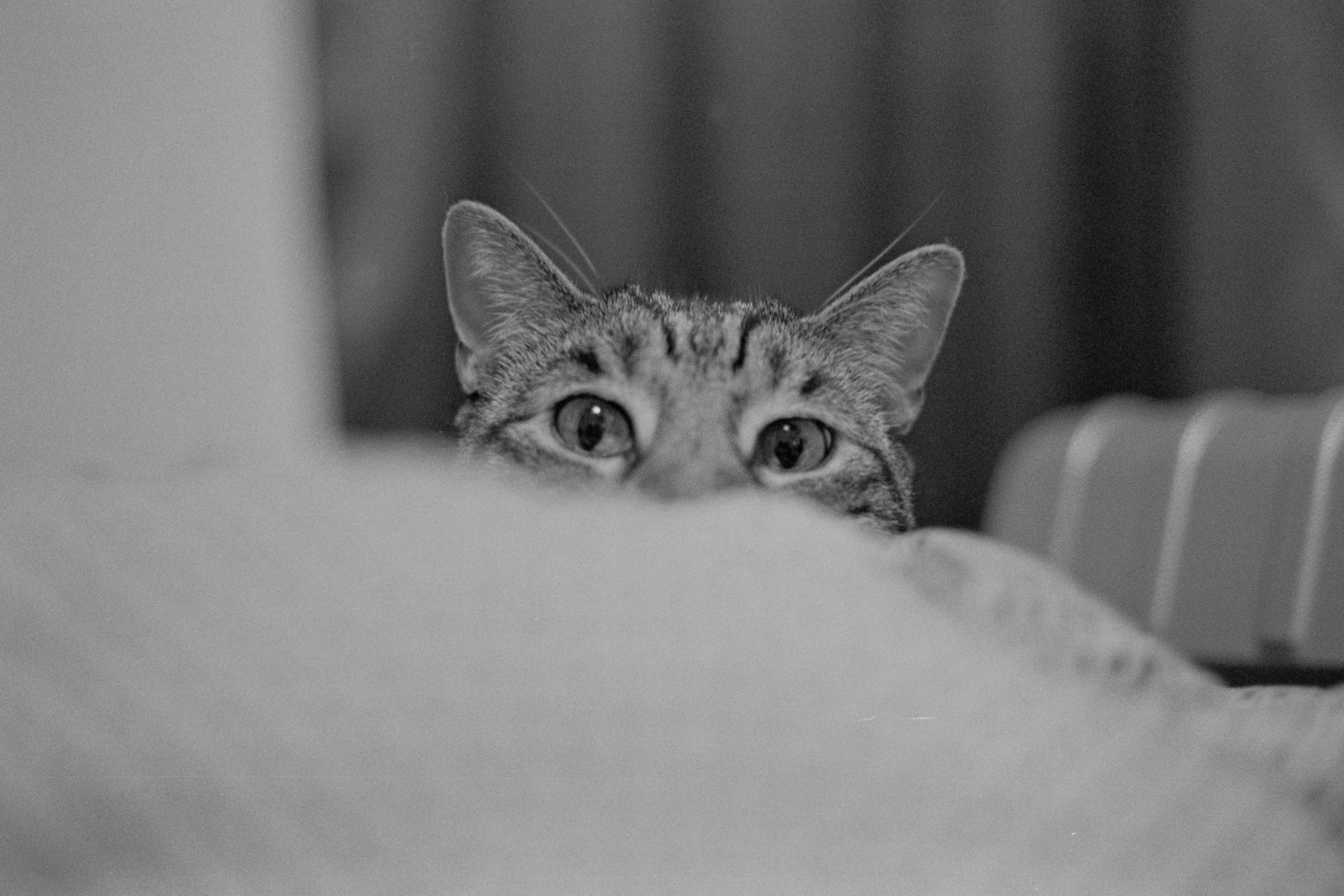 A cat with its eyes poking out above a chair in the foreground